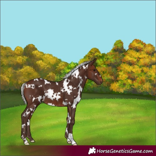 Horse Color:White Spotted Silver Brown Rabicano