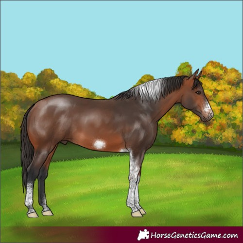Horse Color:Bay Tobiano Frame