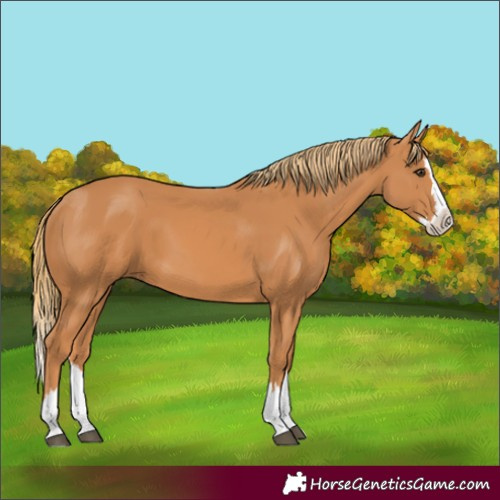 Horse Color:Chestnut Splash