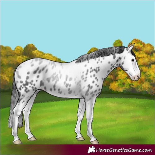 Horse Color:Black Splash Tobiano Appaloosa 