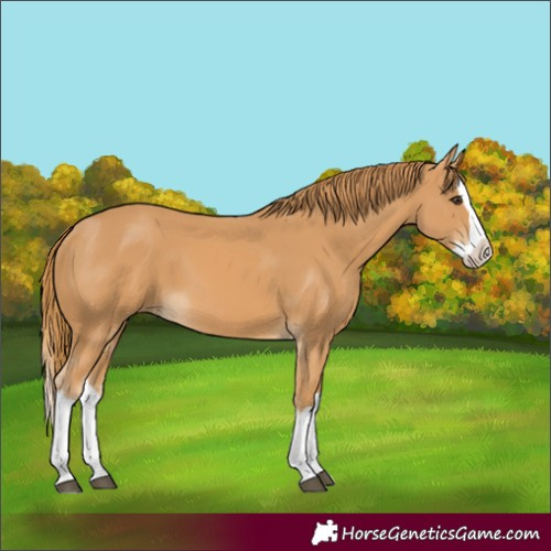 Horse Color:Chestnut Splash