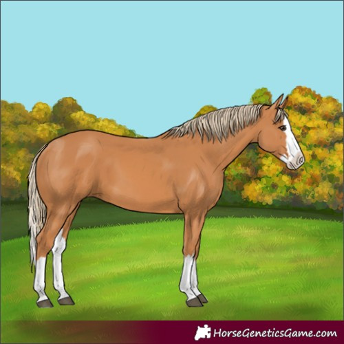 Horse Color:Chestnut Splash