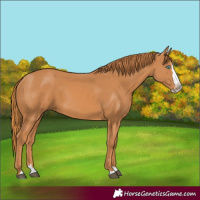 Horse Color:Chestnut Splash