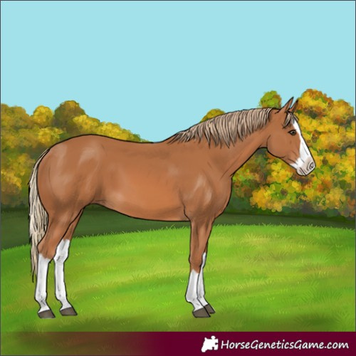 Horse Color:Chestnut Splash 