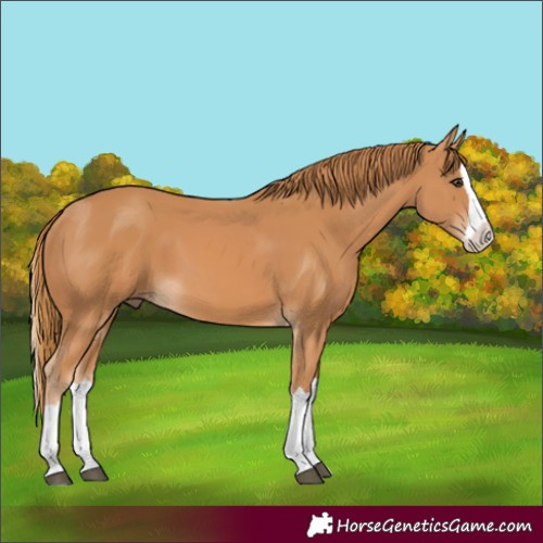 Horse Color:Chestnut Splash