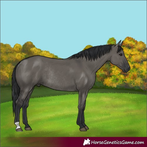 Horse Color:Grullo Rabicano