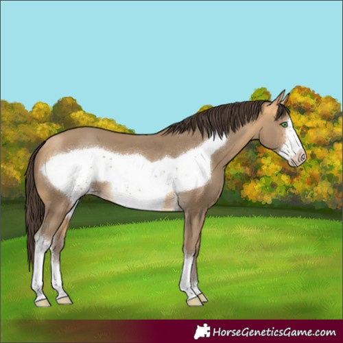 Horse Color:Sable Cream Champagne Sabino Frame 