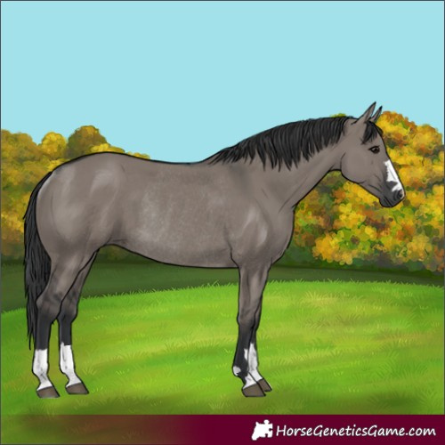 Horse Color:Grullo Rabicano 