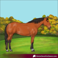 Horse Color:Bay 