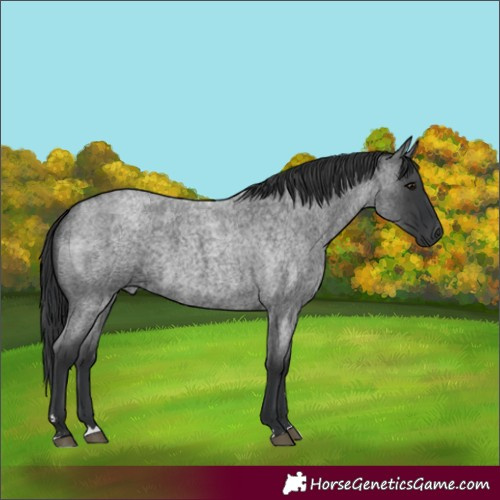 Horse Color:Blue Roan 