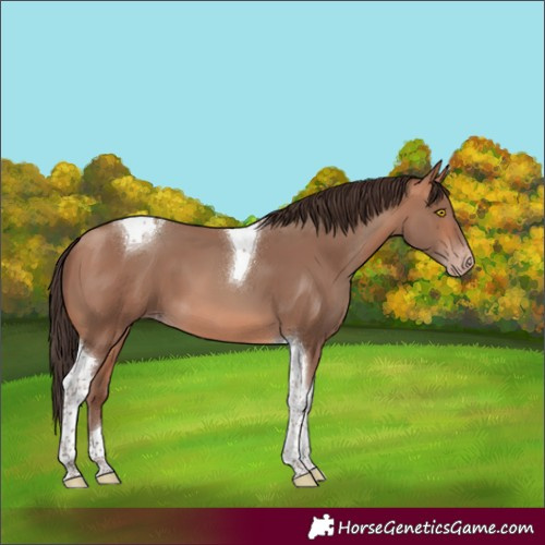 Horse Color:Amber Champagne Tobiano 