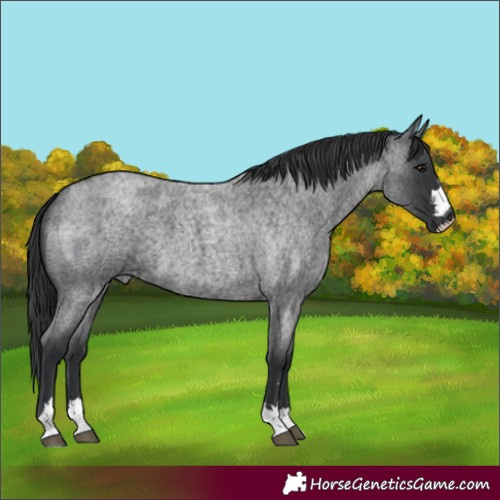Horse Color:Blue Roan