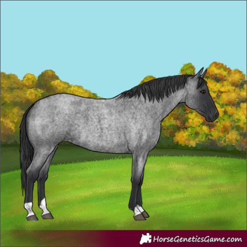 Horse Color:Blue Roan