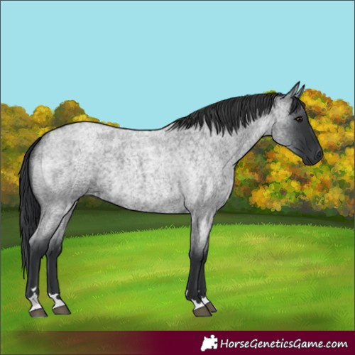 Horse Color:Blue Roan