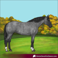 Horse Color:Blue Roan