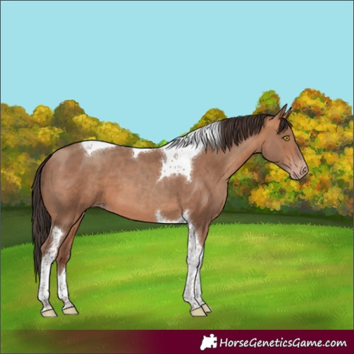 Horse Color:Amber Champagne Tobiano