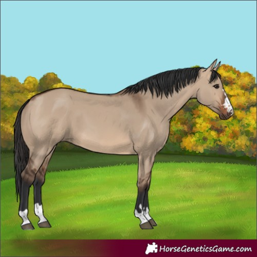 Horse Color:Brown Dun