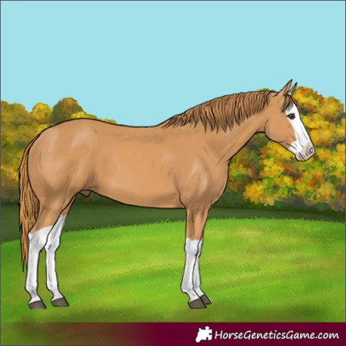 Horse Color:Chestnut Splash