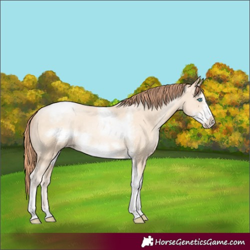 Horse Color:Sable Cream Champagne Pearl Sabino Tobiano Frame