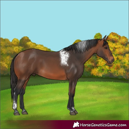 Horse Color:Bay Tobiano 