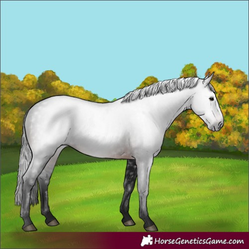 Horse Color:Gray Brown 
