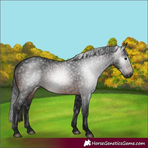 Horse Color:Gray Brown