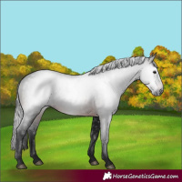 Horse Color:Gray Brown