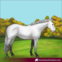 Horse Color:Gray Brown 