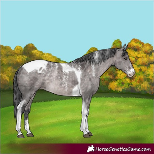 Horse Color:Powder White Platinum Brown Dun Merle Tobiano Appaloosa Rabicano
