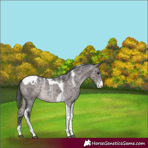Horse Color:Powder White Platinum Brown Dun Merle Tobiano Appaloosa Rabicano 