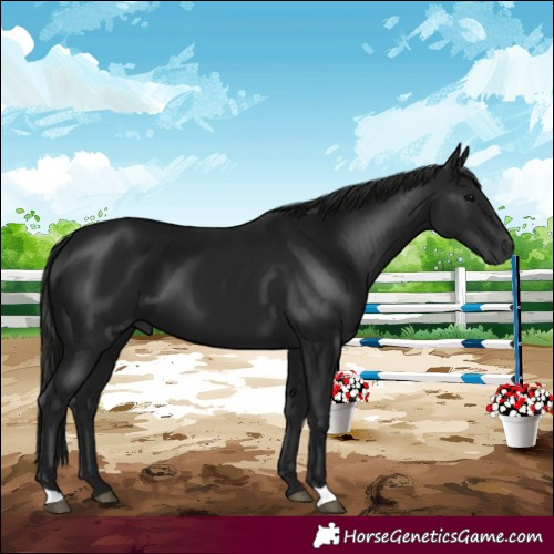 Horse Color:Gray Black 