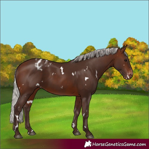 Horse Color:White Spotted Silver Brown Varnish 