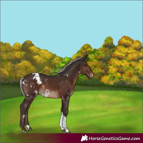 Horse Color:White Spotted Silver Brown Tobiano Skewed Appaloosa