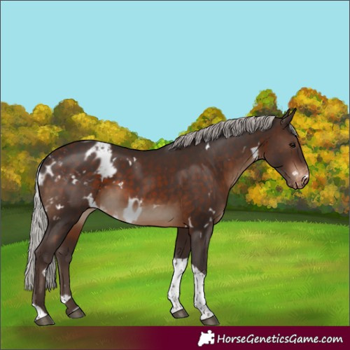 Horse Color:White Spotted Silver Brown Tobiano Skewed LP Spotted 