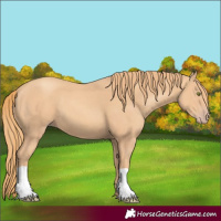 Horse Color:Gold Champagne 