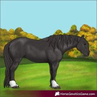Horse Color:Smoky Black