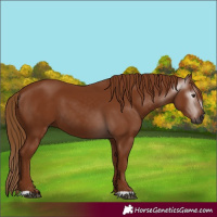 Horse Color:Gray Chestnut