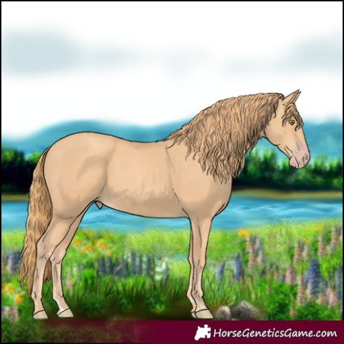 Horse Color:Gold Champagne 