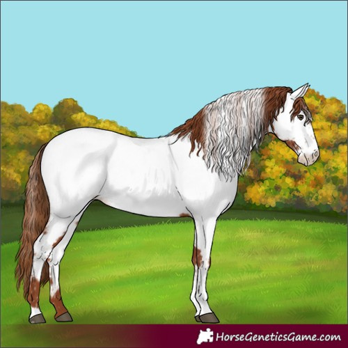 Horse Color:Chestnut Tobiano Appaloosa 