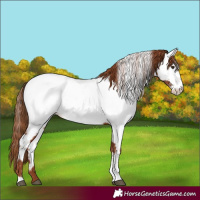 Horse Color:Chestnut Tobiano Appaloosa 
