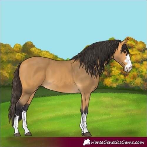 Horse Color:Buckskin 