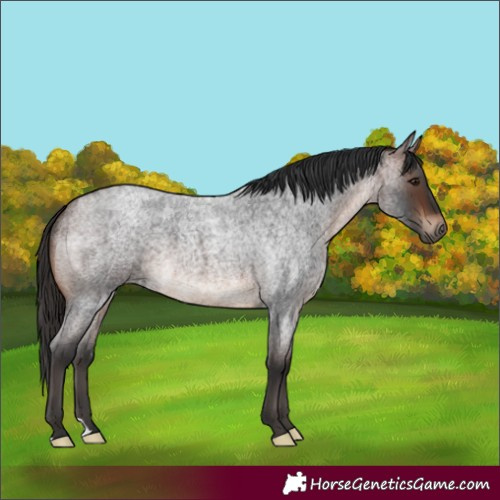 Horse Color:Brown Roan