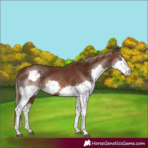 Horse Color:Liver Chestnut Splash