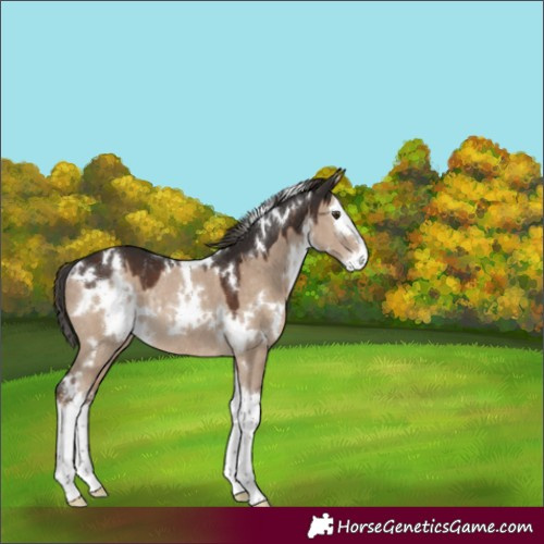 Horse Color:White Spotted Liver Red Dun Splash Rabicano 