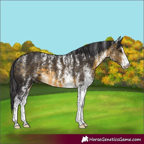Horse Color:Powder White White Spotted Buckskin 