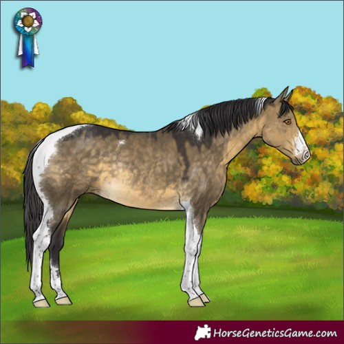Horse Color:Buckskin Dun Tobiano Rabicano 