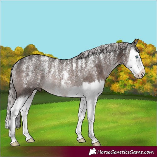Horse Color:Powder White Platinum Liver Chestnut Splash Rabicano