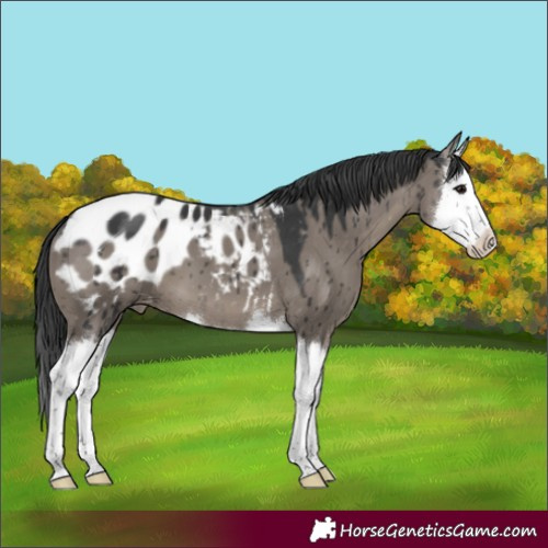 Horse Color:Grullo Splash Appaloosa Brindle 