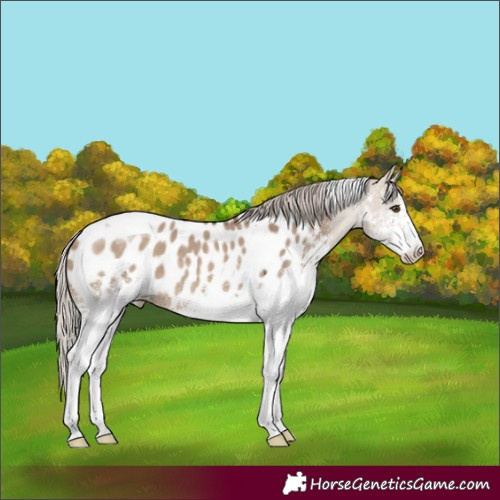 Horse Color:White Spotted Silver Brown Dun Tobiano Appaloosa
