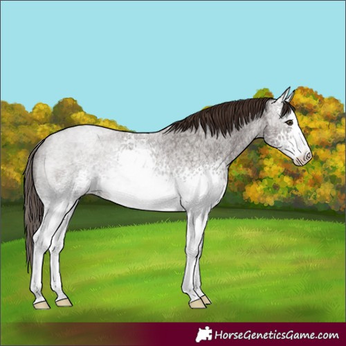 Horse Color:White Spotted Liver Red Roan 